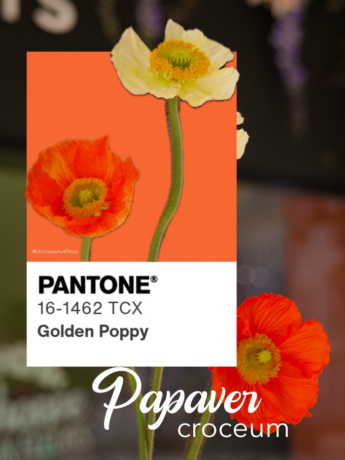 Fleurs de Mars photo 1